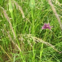 Salsify